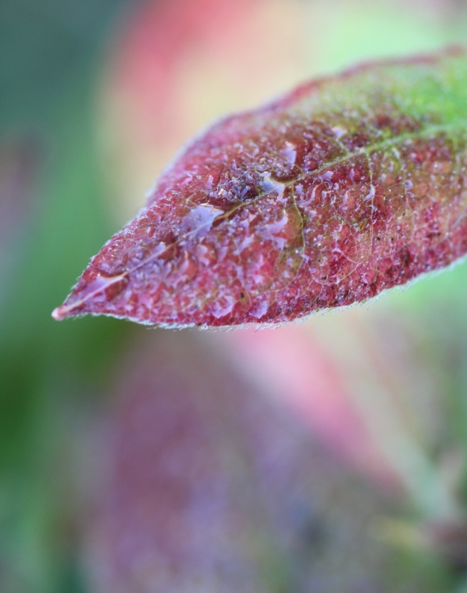 azalea leaf