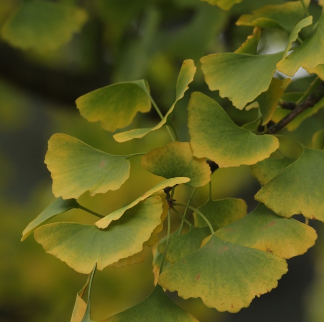 Ginkgo leaves