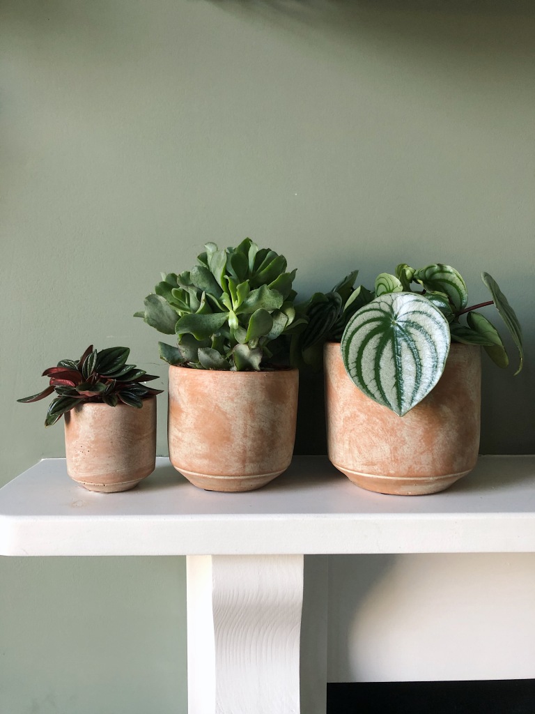 Three plants, three pots (£35)